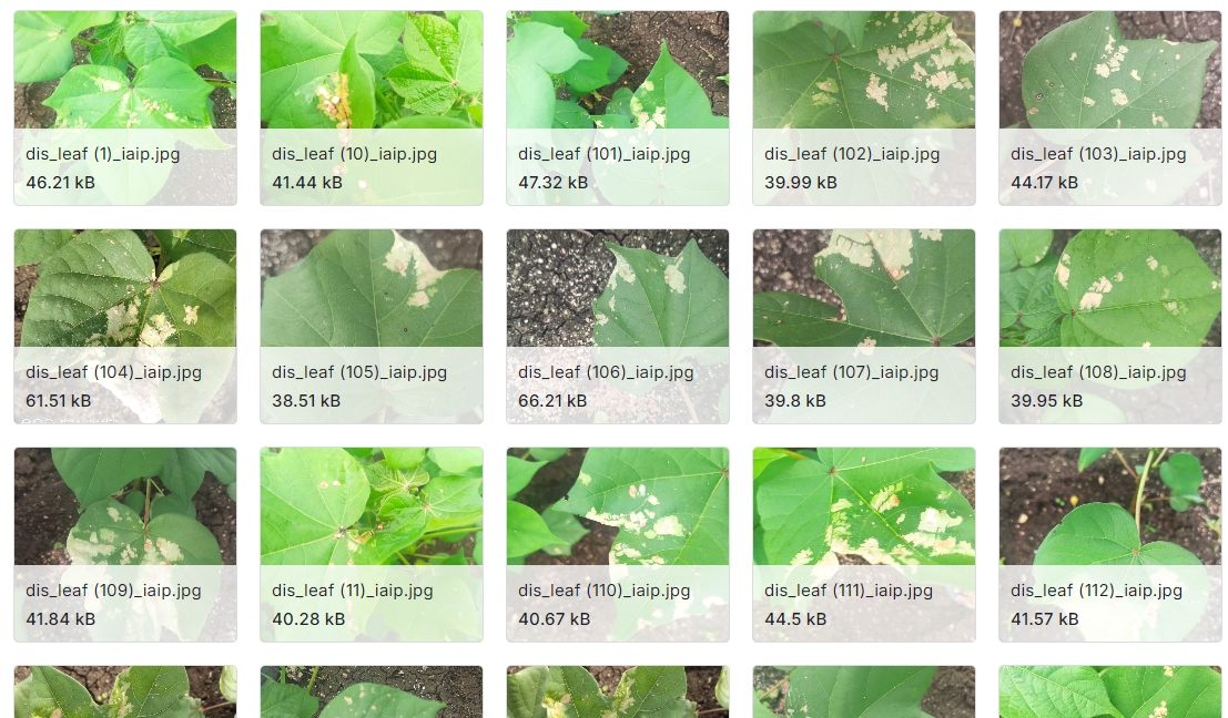 棉花图像数据集