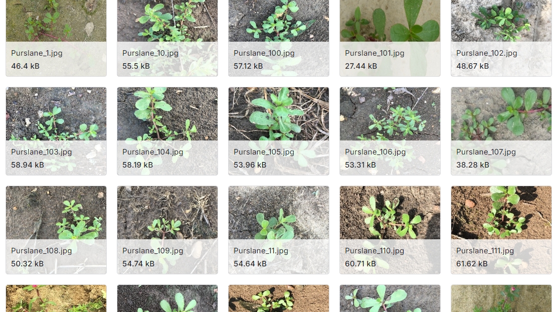 棉花杂草识别图像数据集