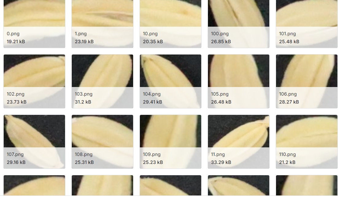 日本稻米种子按年龄分类的图像数据集