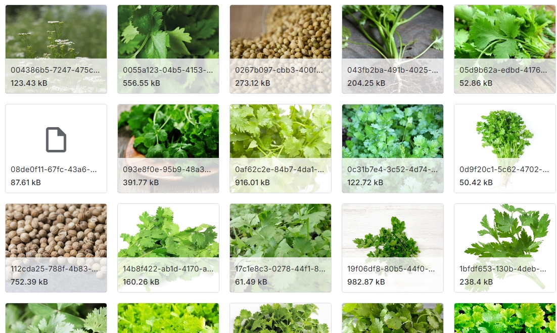 伞形科种子图像数据集