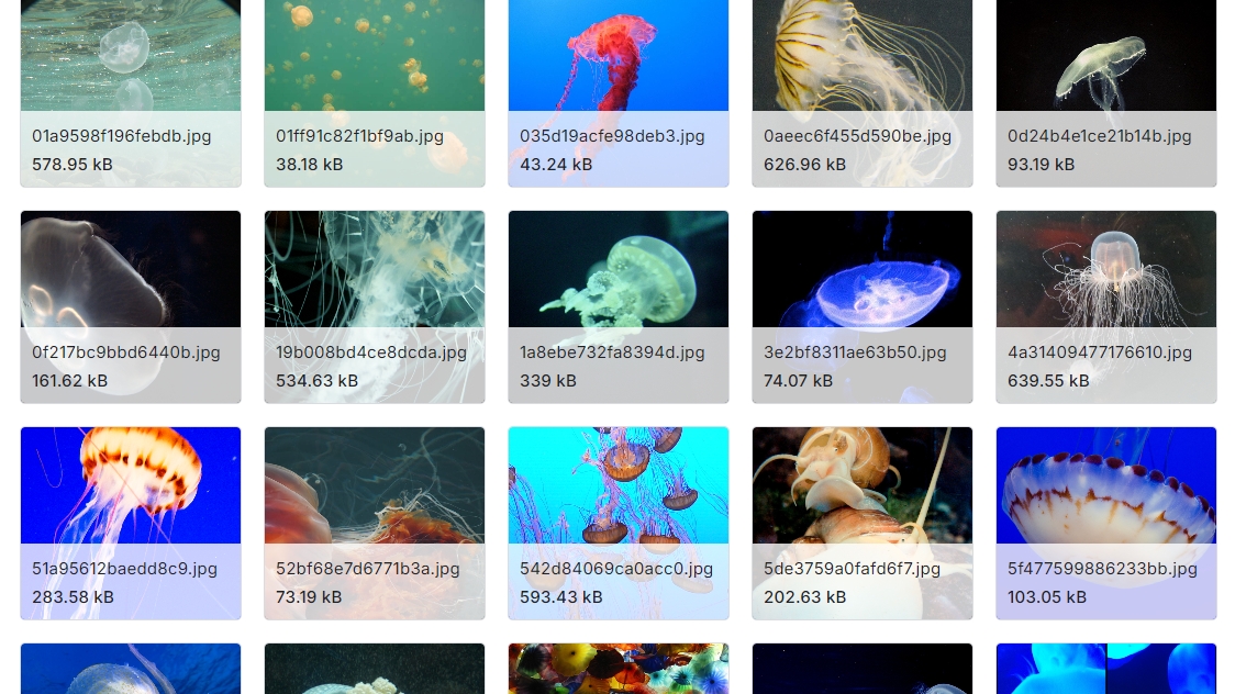 海洋动物图像分类数据集