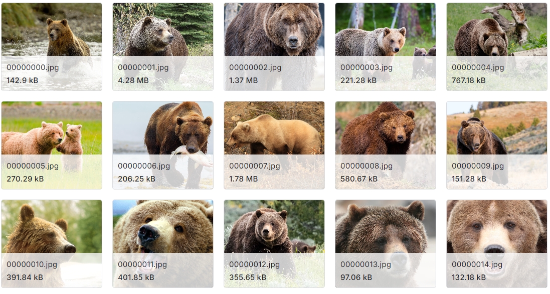 和熊类相关的图像数据集