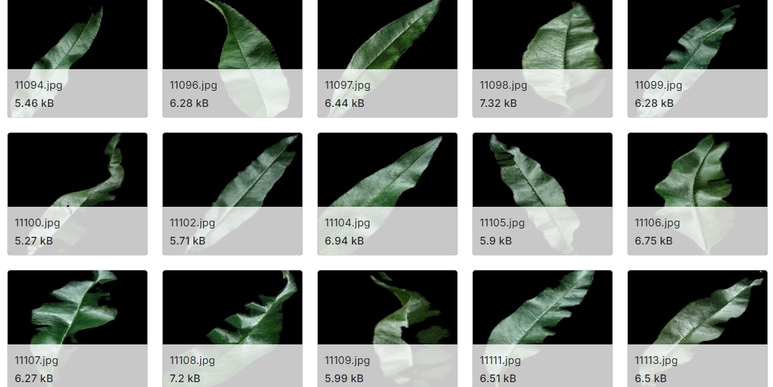14种不同植物的叶片图像数据集