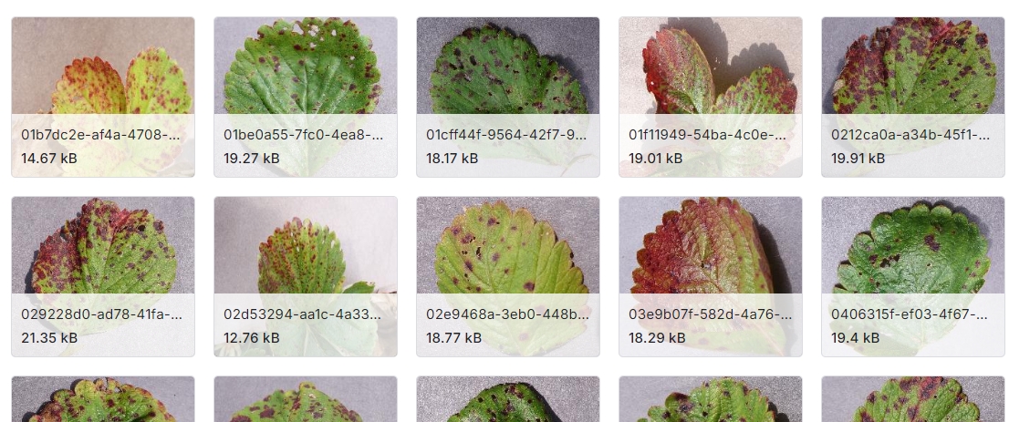 54,305张在受控条件下收集的病态和正常植物叶片图像数据集