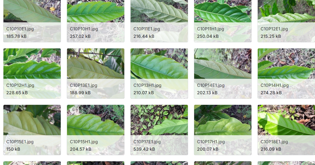 和咖啡叶相关的图像数据集