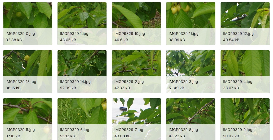 樱桃生长阶段图像数据集