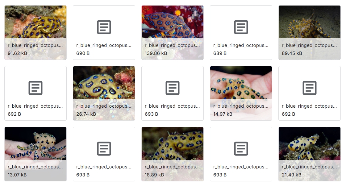 蓝环章鱼目标检测数据集