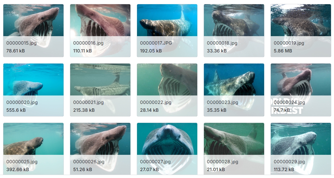 鲨鱼种类分类图像数据集