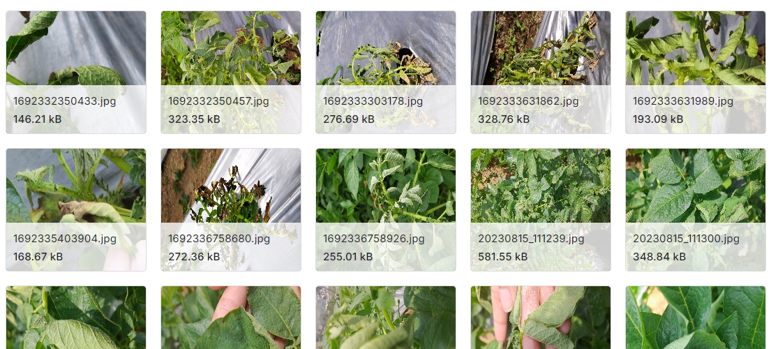在不受控环境中的土豆叶病图像数据集