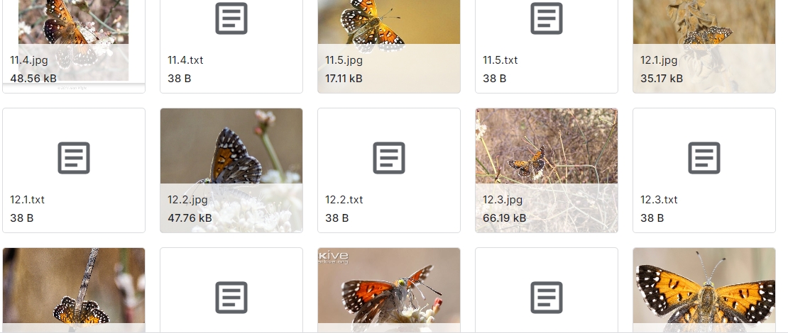 来自5种稀有种群的蝴蝶的注释图像数据集