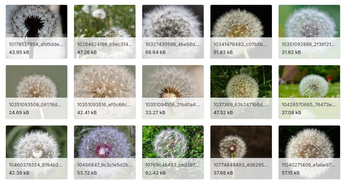 七类花卉图像数据集