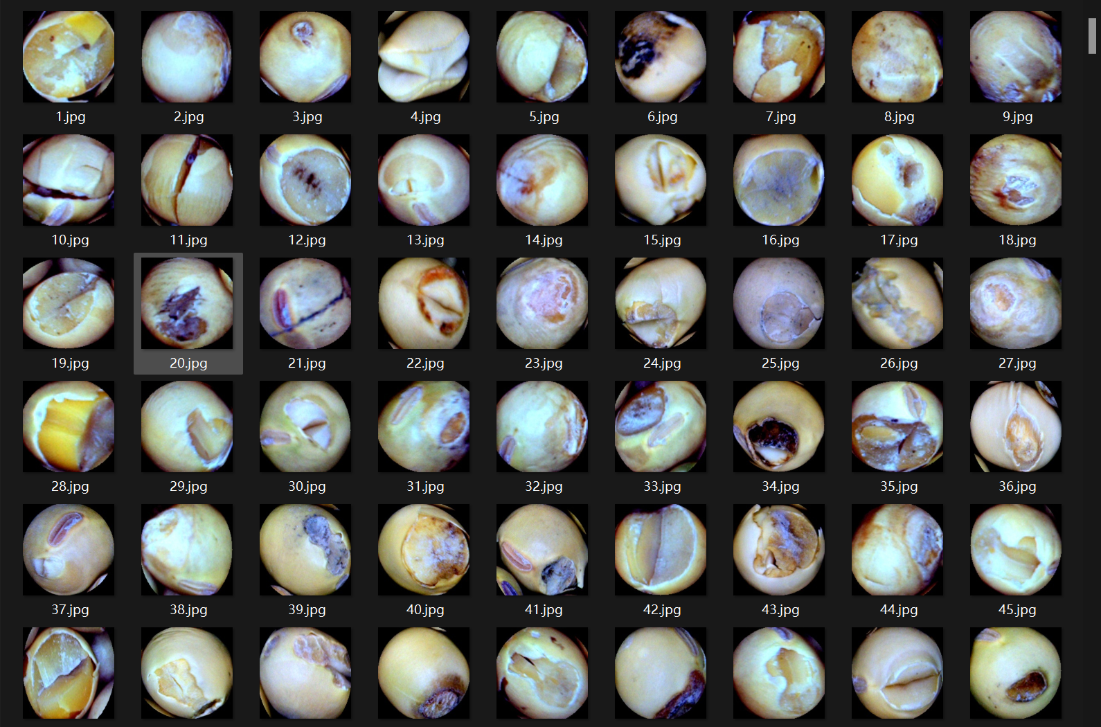 大豆种子损害识别图像数据集