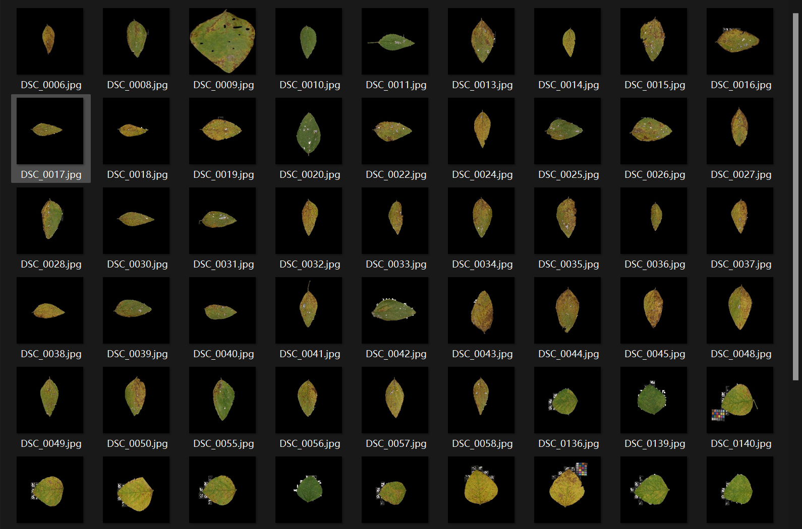 大豆病叶图像数据集