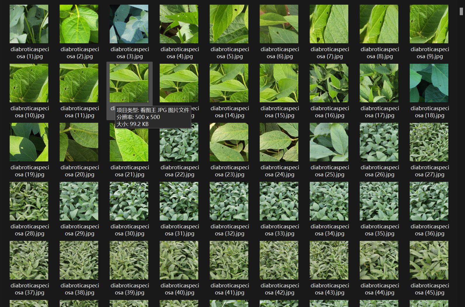 6,410张大豆叶片病害图像数据集