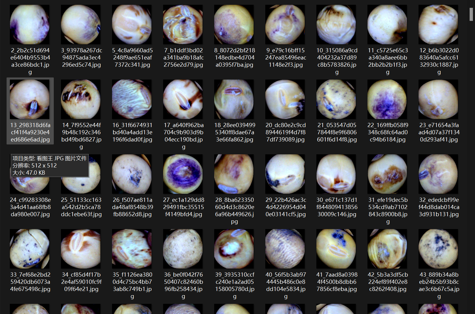 大豆种子受损阶段预测图像数据集