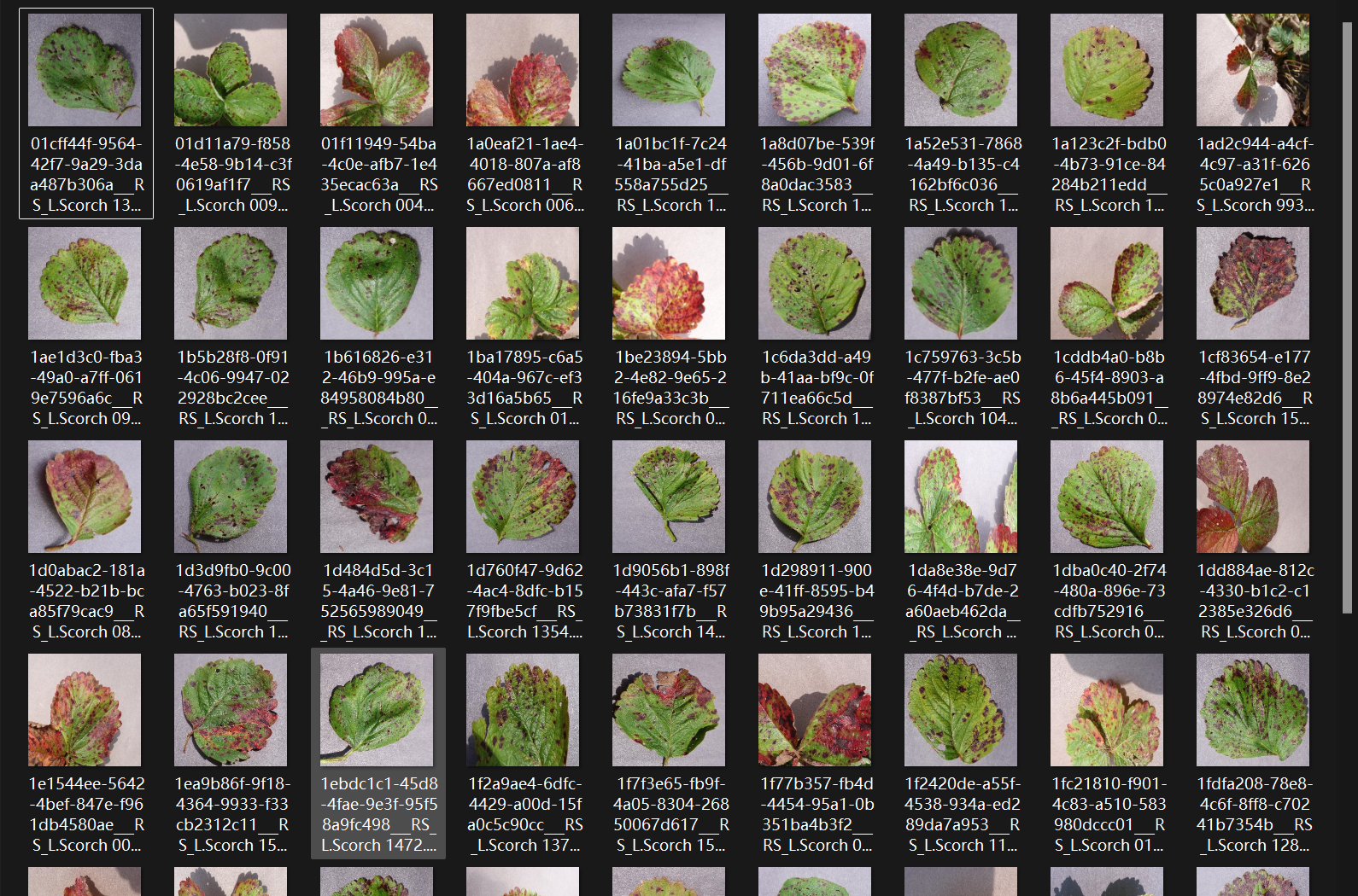 草莓叶分类图像数据集