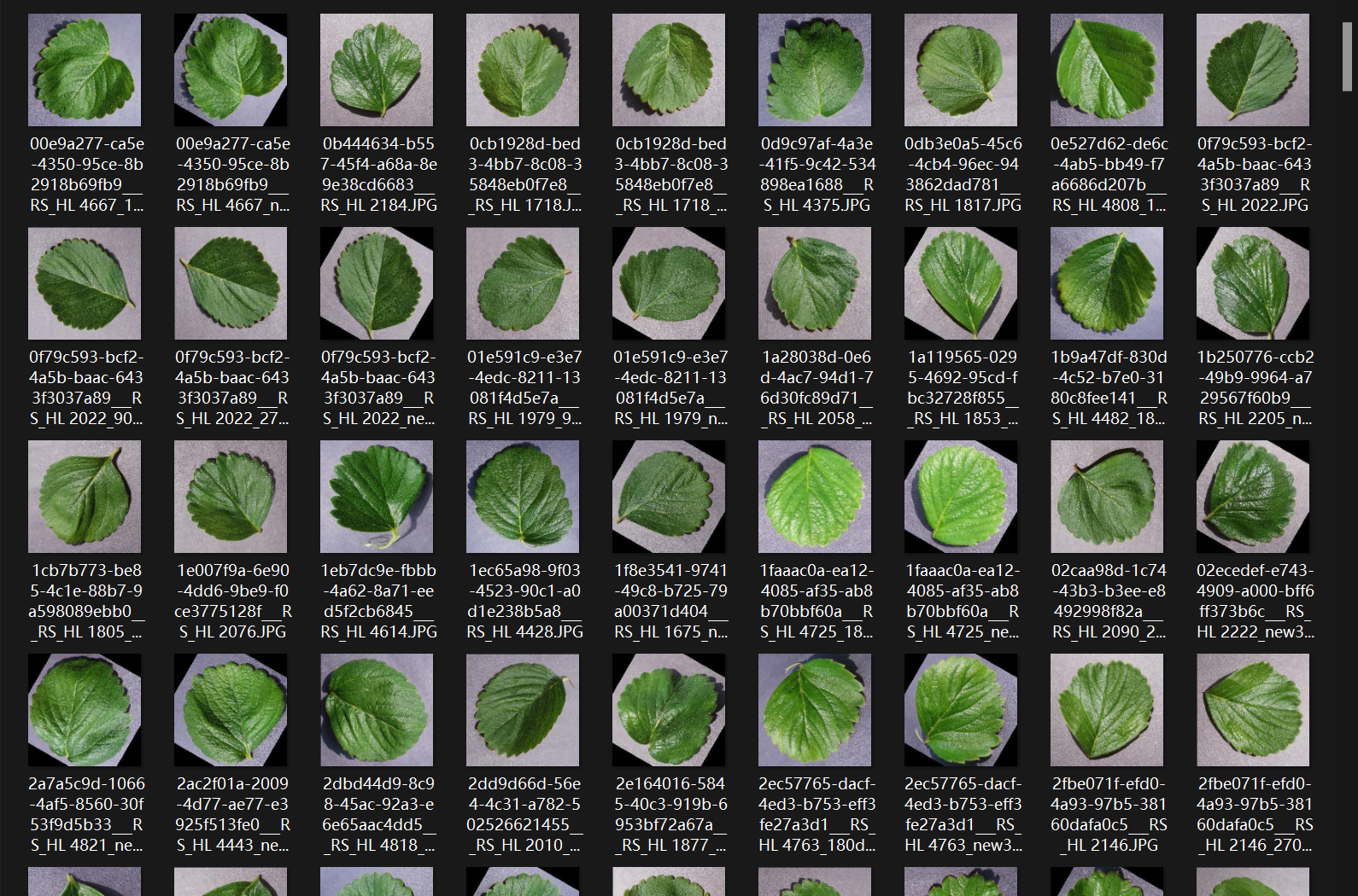 7000多张草莓叶片图像数据集