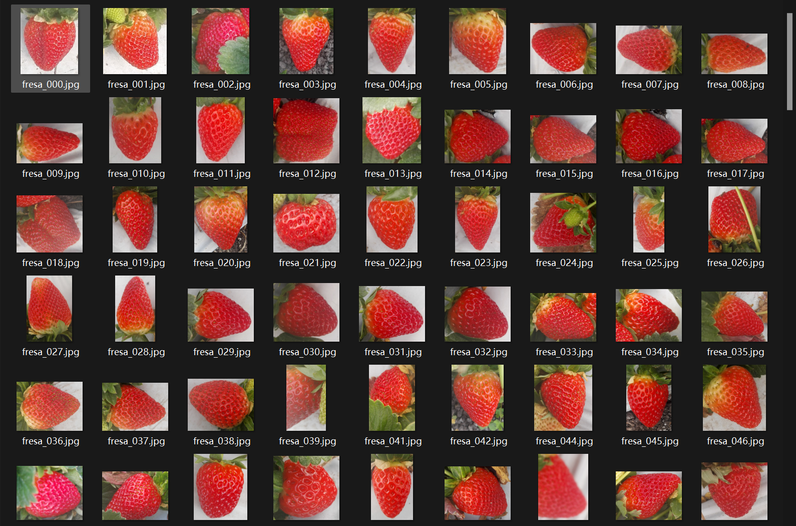 草莓果实分类图像数据集