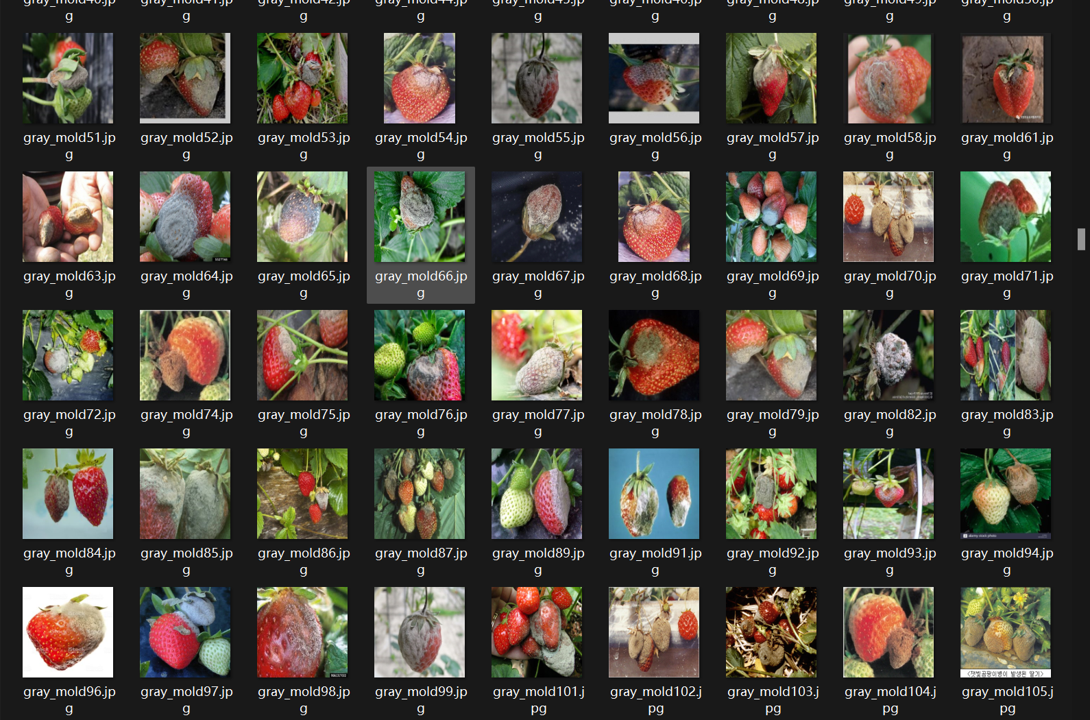 草莓常见疾病（叶片、果实、花朵）图像数据集