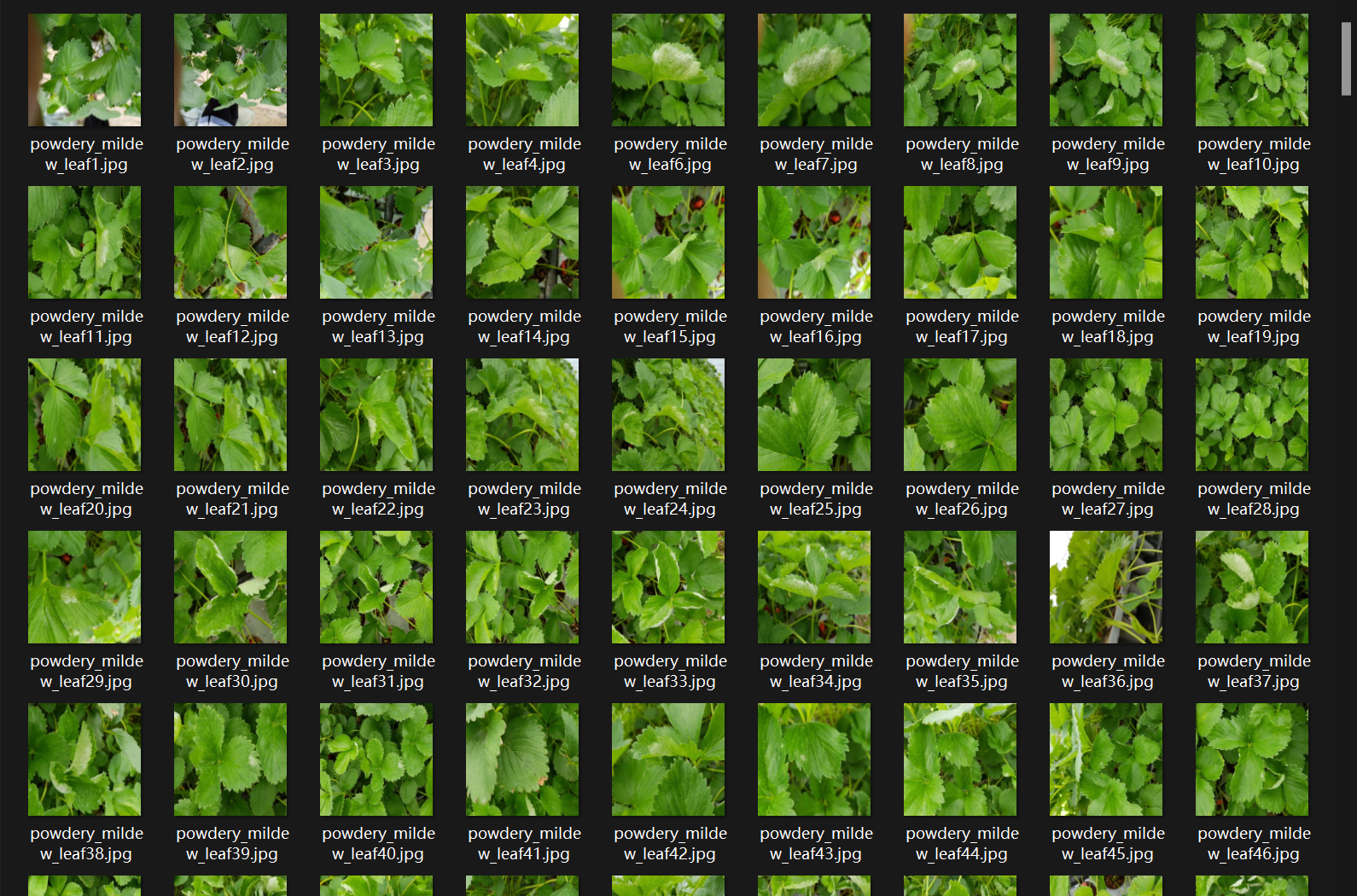 1500多张三类草莓叶片疾病数据集