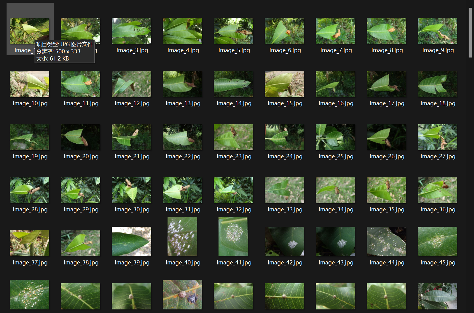 芒果叶片病害图像数据集