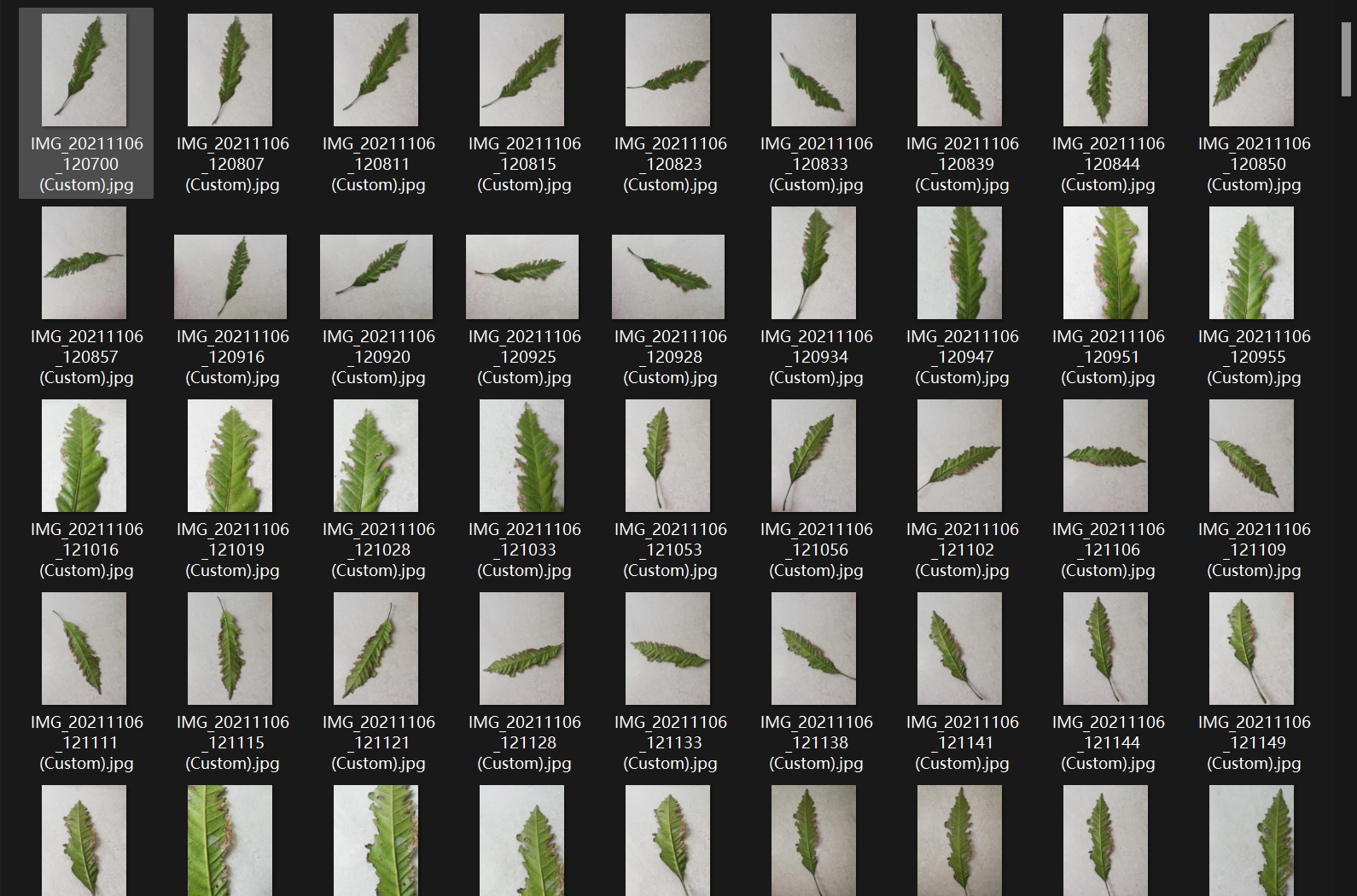 孟加拉国芒果叶片病害数据集