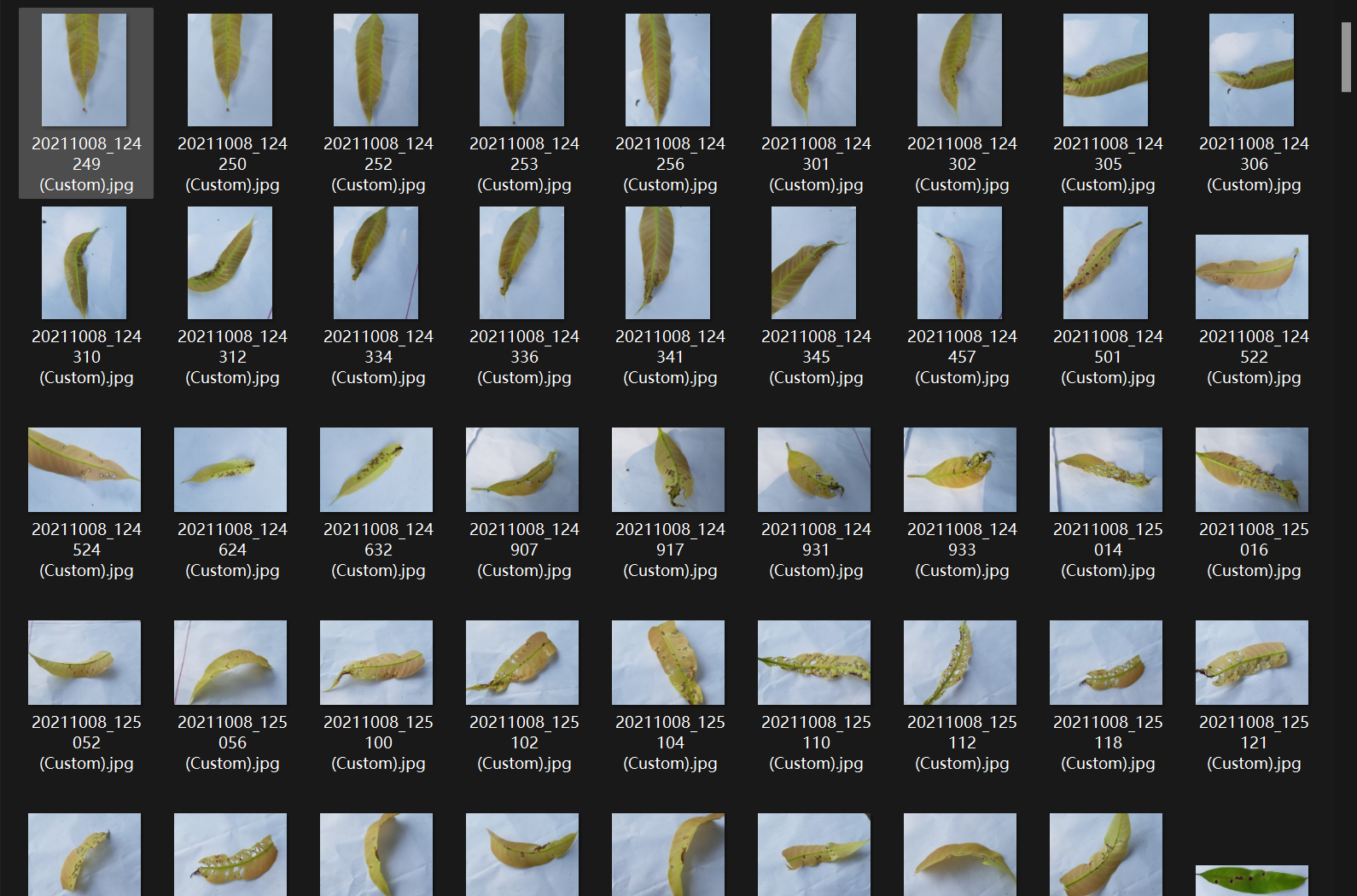 芒果叶病图像数据集