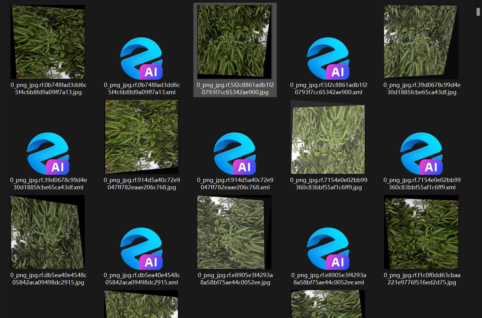 上千张芒果叶片病害数据集（自然或盆栽状态下）