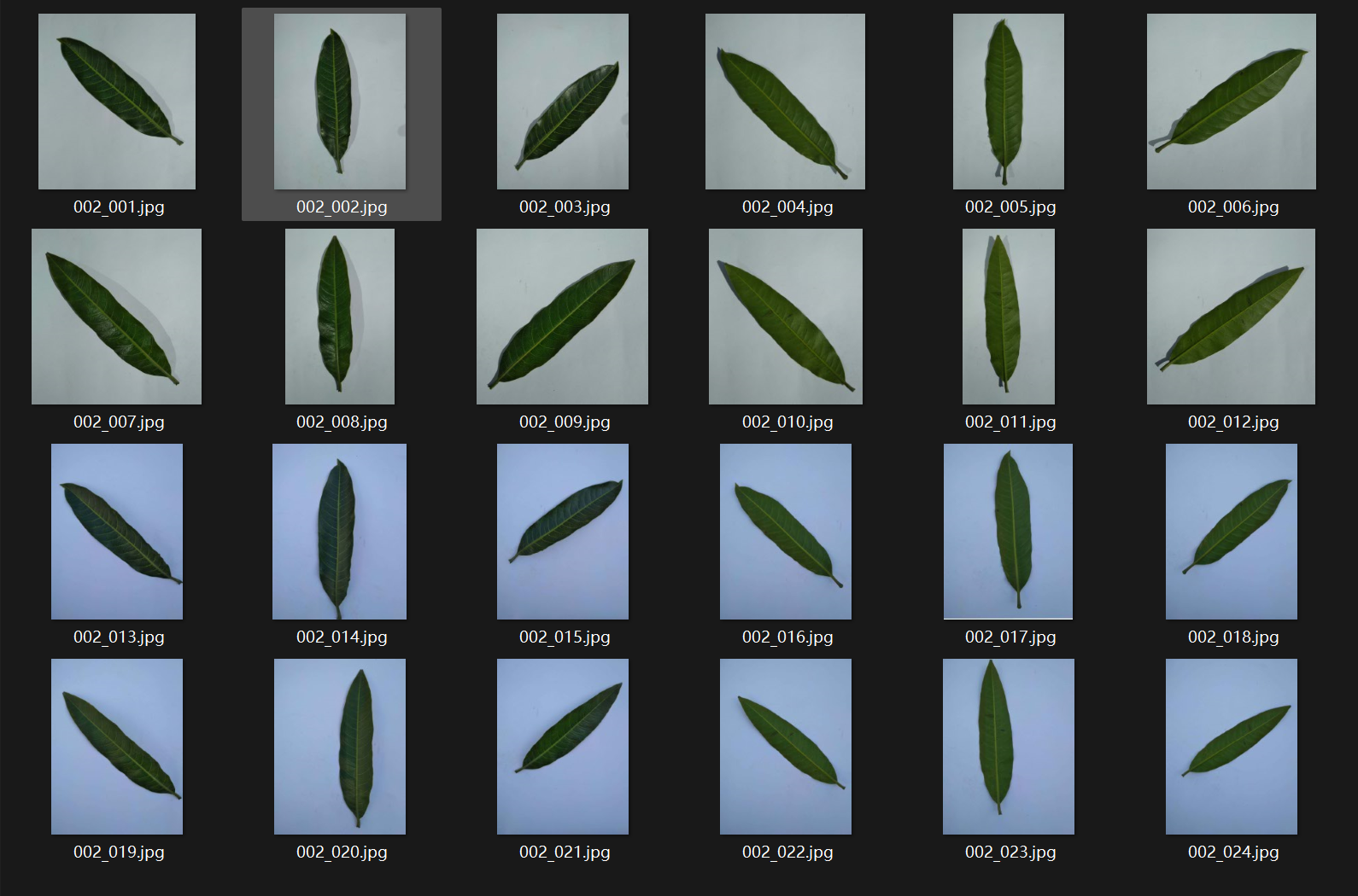 印度芒果叶片图像数据集