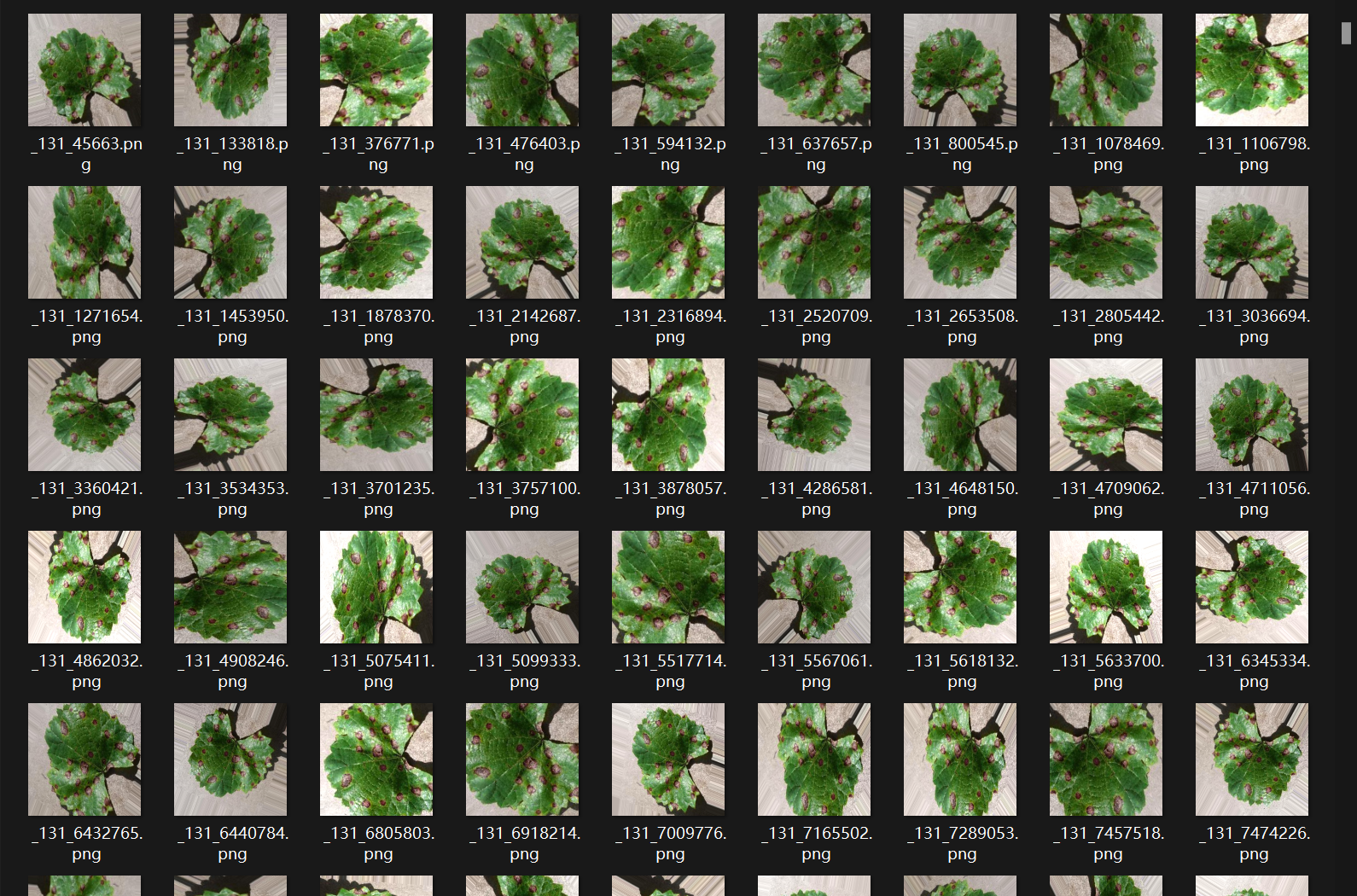 增强葡萄病害图片数据集