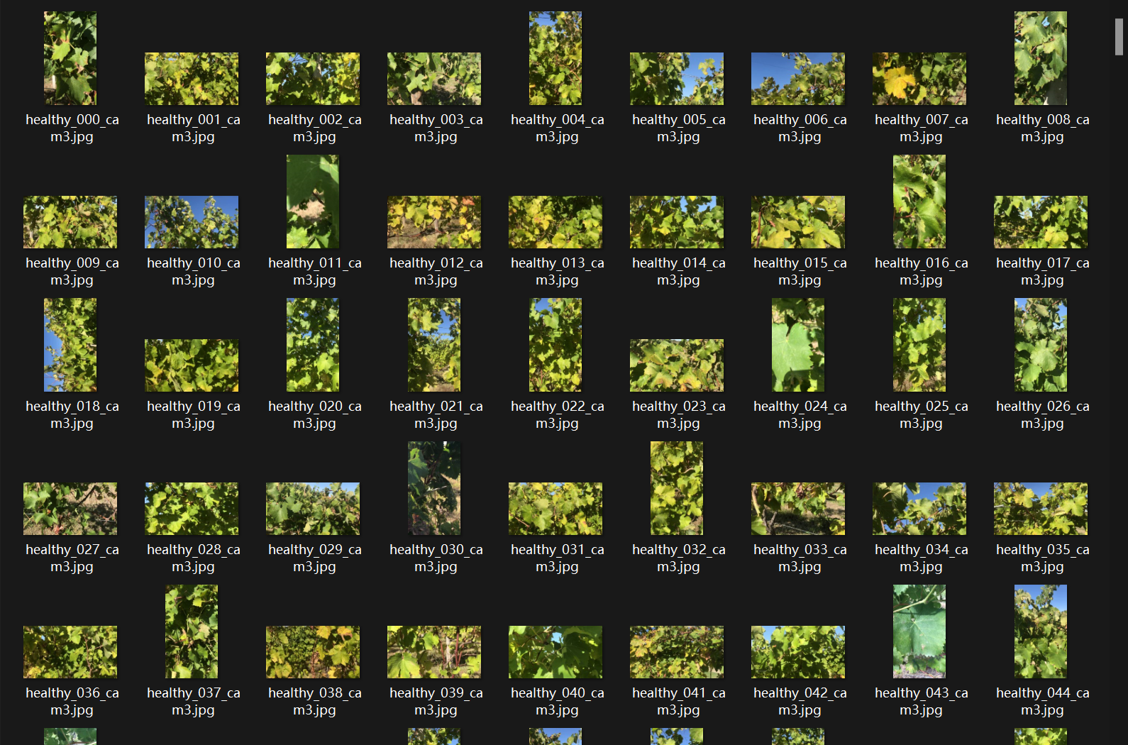 葡萄叶片ESCA(葡萄黑麻疹)图像数据集