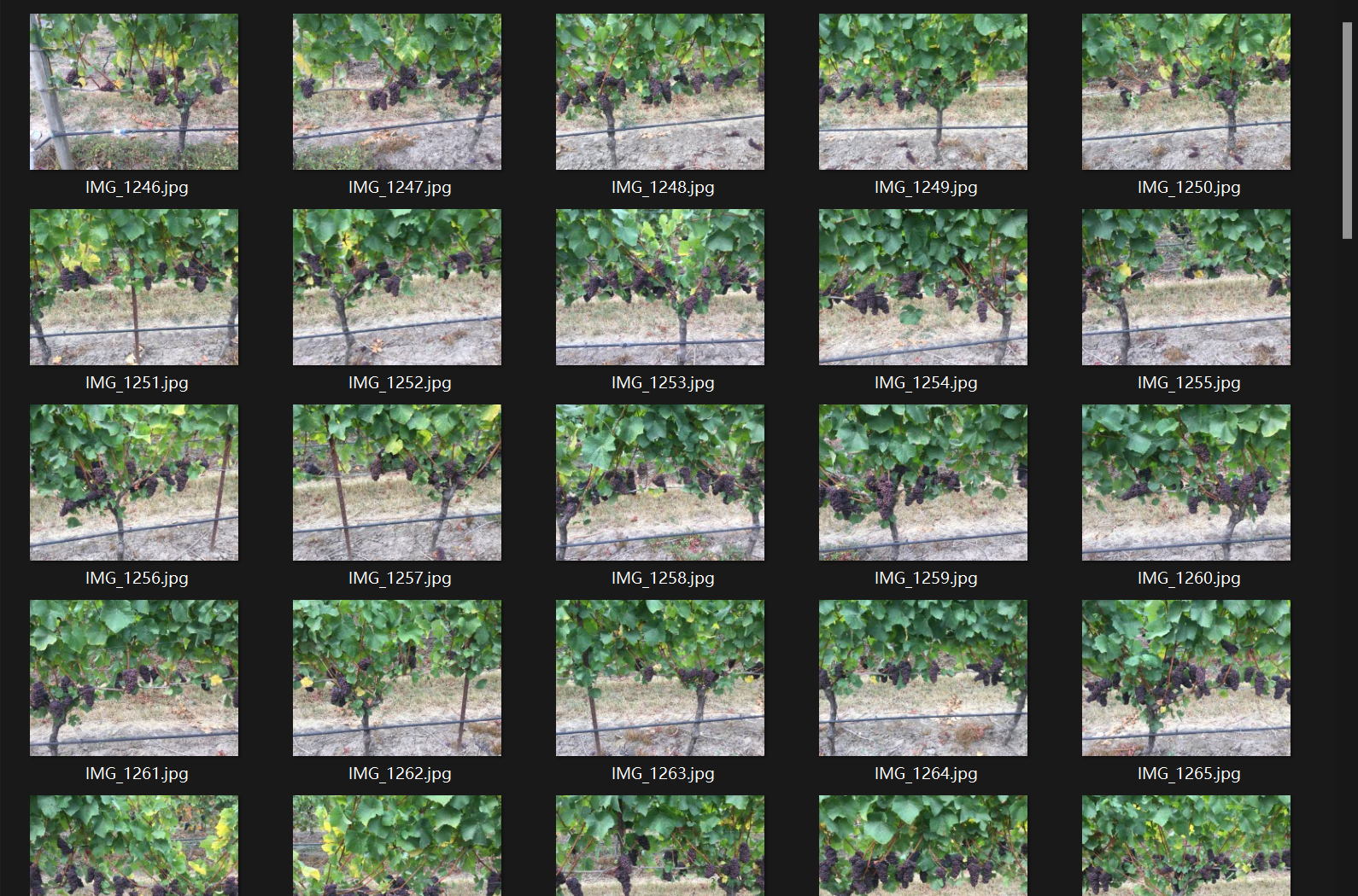 葡萄检测和详细分类图像数据集