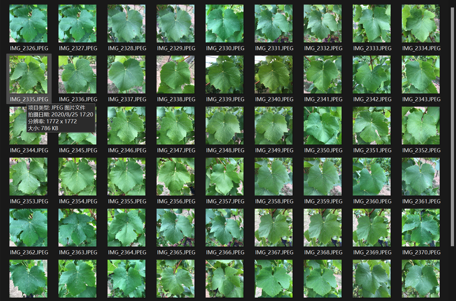 户外场景拍摄葡萄叶图像数据集