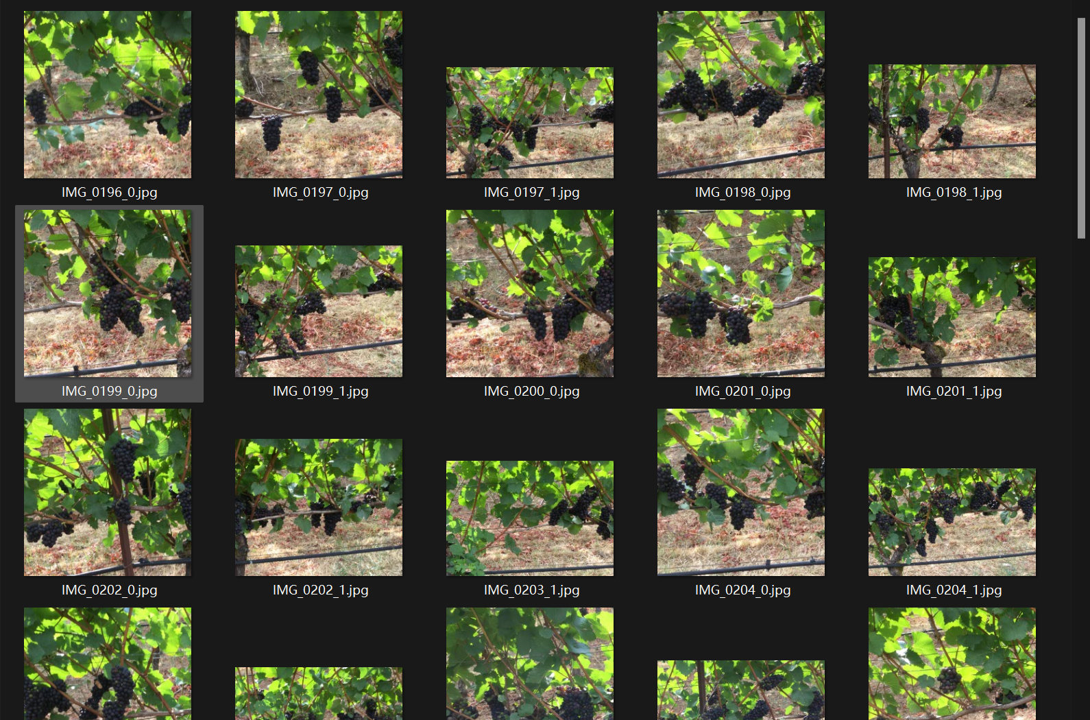 葡萄串检测图像数据集