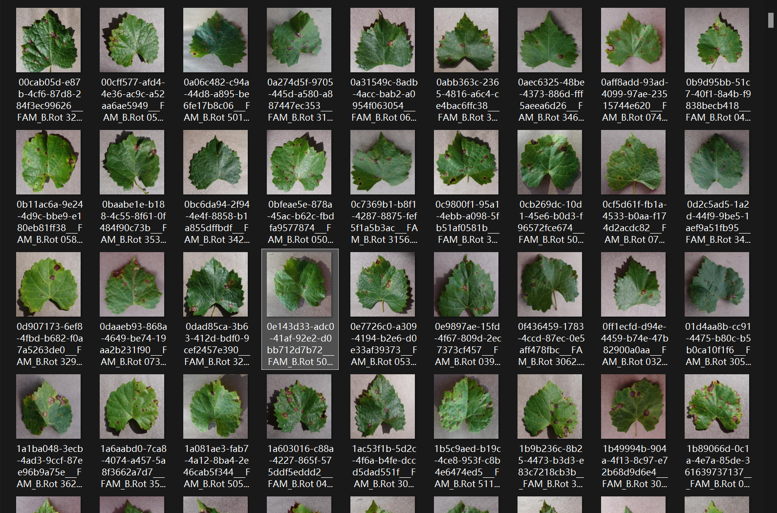 单葡萄叶片病害图像数据集