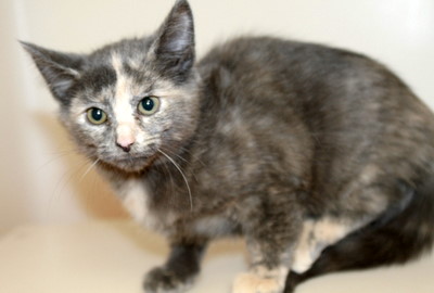 微软猫狗对比数据集