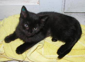 猫狗图像分类数据集