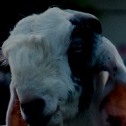 宠物面部表情数据集