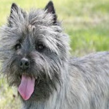 70种狗品种图像数据集