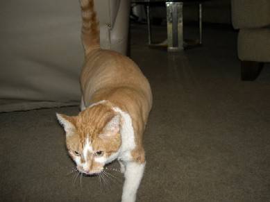 猫狗图像数据集