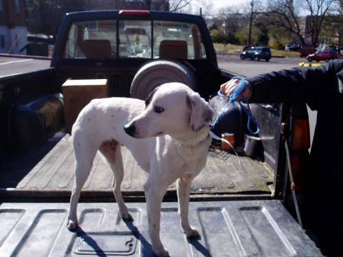 猫狗图像数据集