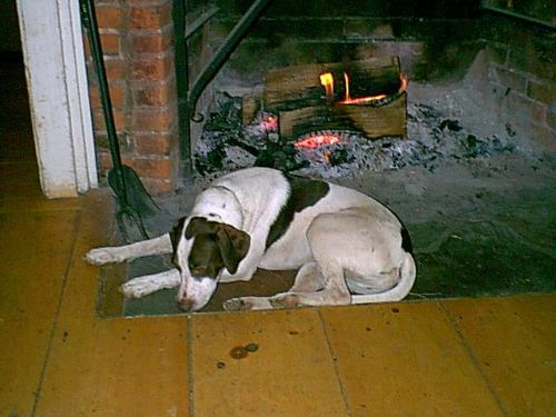 微软猫狗对比数据集