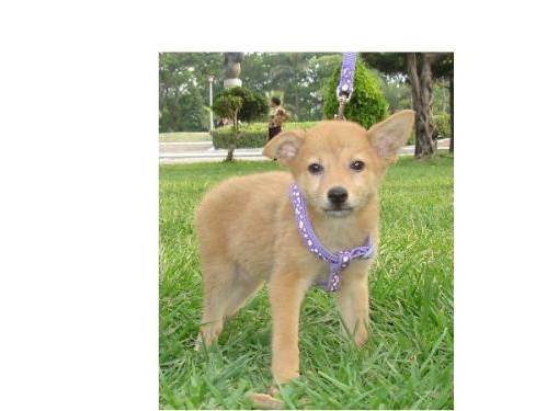 猫狗图像分类数据集