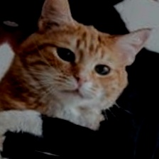 宠物面部表情数据集