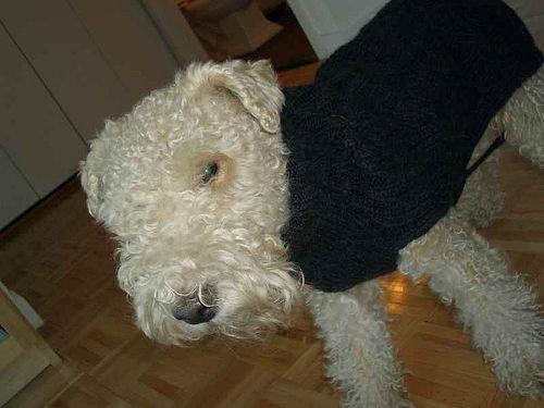 斯坦福狗品种数据集