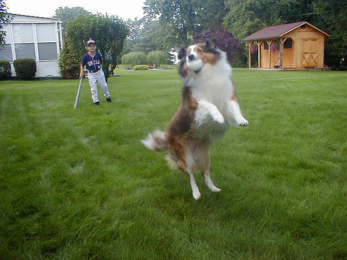 斯坦福狗品种数据集