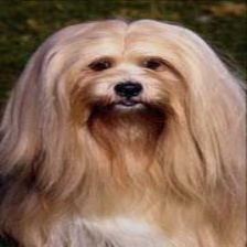 70种狗品种图像数据集