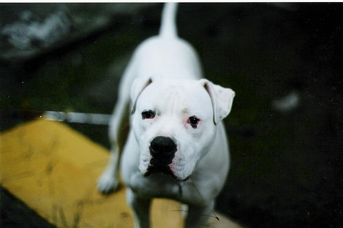 牛津猫狗品种分类数据集