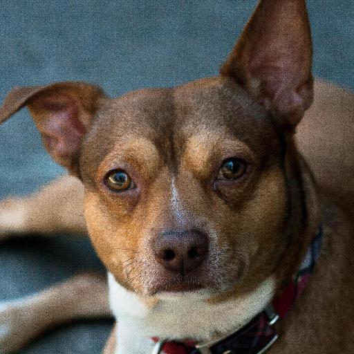 动物面部图像数据集