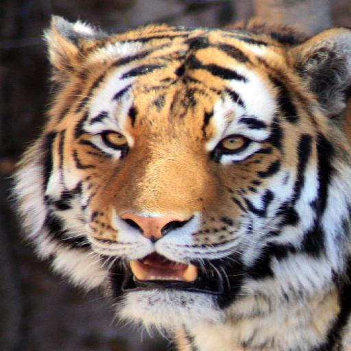 动物面部图像数据集